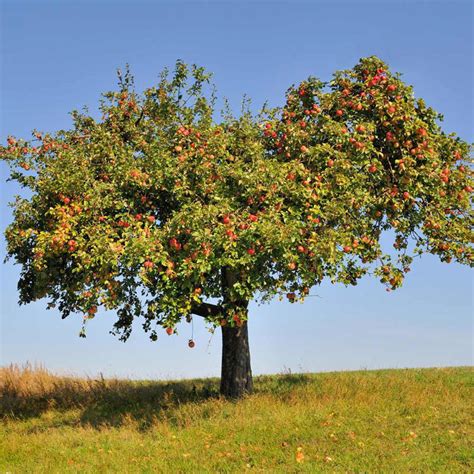 Best Environment For Apple Tree