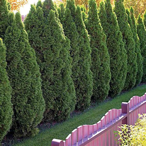 Best Evergreen Border Trees