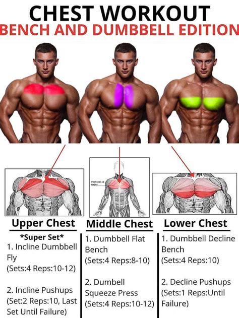 Best Exercise Pectoral Muscle Development
