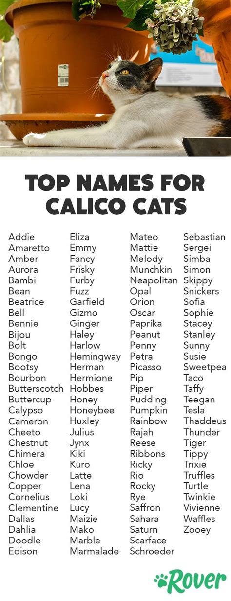 best female calico cat names