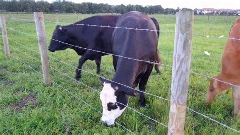Best Fencing For Mini Cows