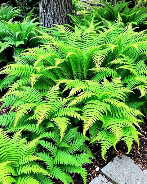 Best Ferns For Borders