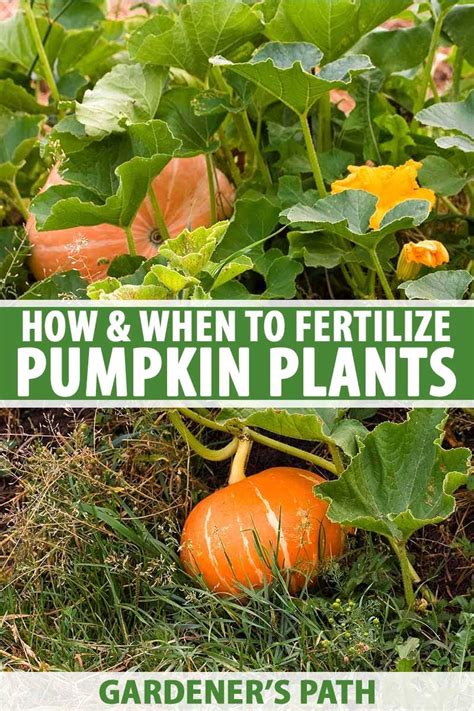 Best Fertilizer For Pumpkins