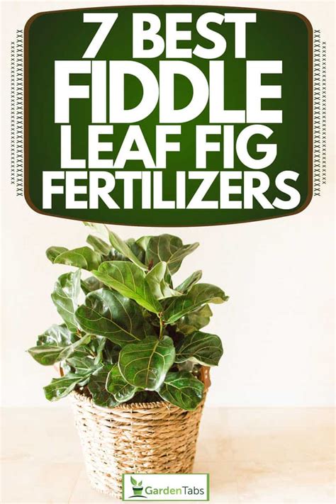 Best Fiddle Leaf Fertilizer