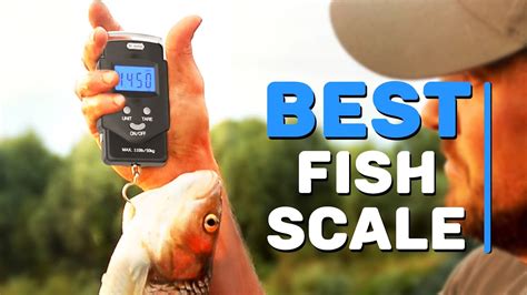 best fish scale