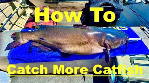 Best Fishing Setup For Catfish