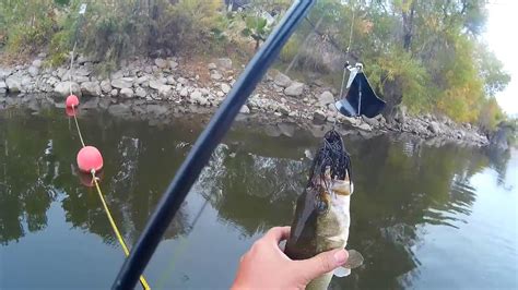 Best Fishing Techniques for Canyon Lake