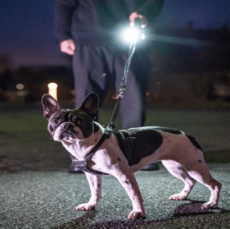 Best Flashlight Dog Walking