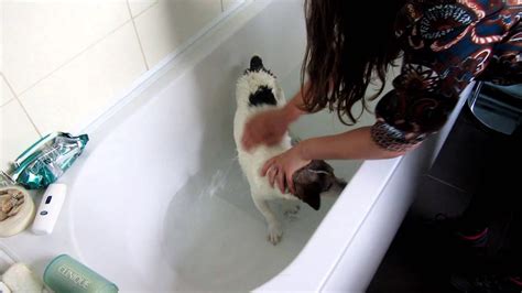 home.furnitureanddecorny.com:best flea bath for puppies