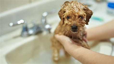 best flea bath for puppies