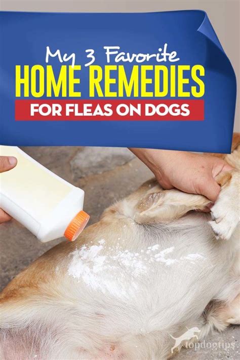home.furnitureanddecorny.com:best flea bath for puppies
