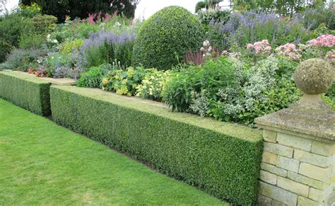 37 Best Flower Hedge Ideas 23 is So Easy! Shade landscaping, Flower