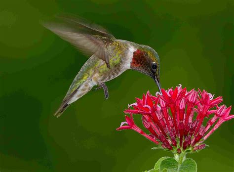 best flowers for ruby throated hummingbirds