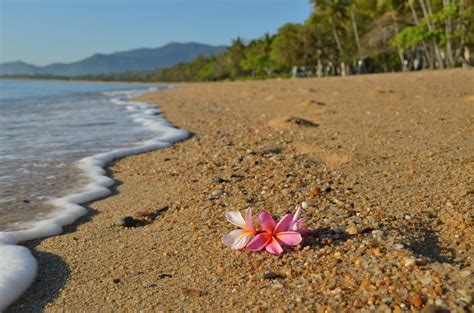 best flowers in palm cove