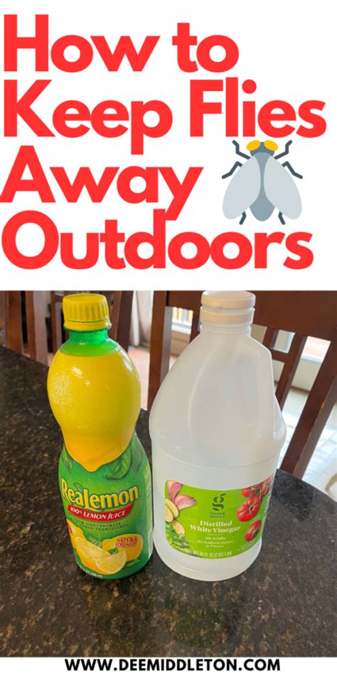Best Fly Spray For Backyard