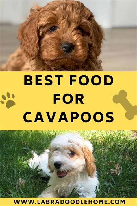 Best Food Cavapoo
