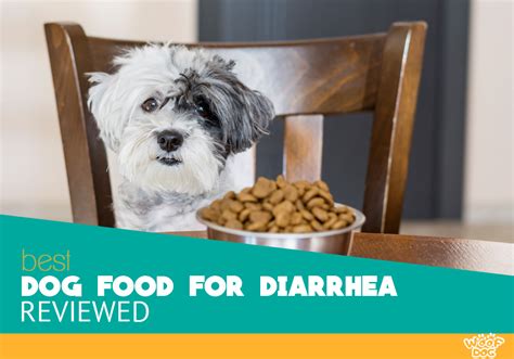 best food for dog diarrhea