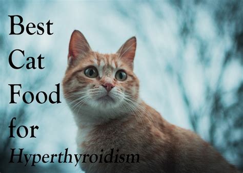 best foods for cats with hyperthyroidism