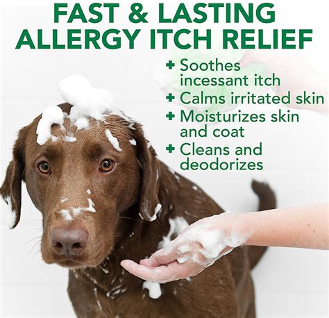 best for dog allergies