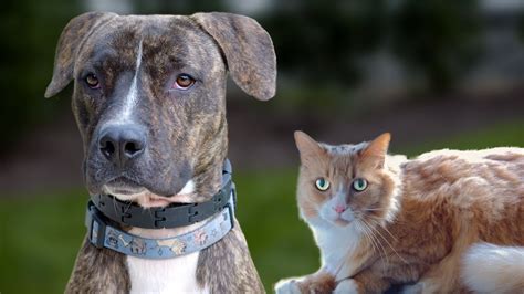 Best Friend Pets Kong