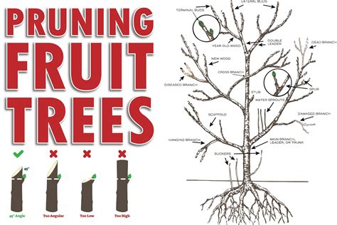 Best Fruit Tree Pruning Guide