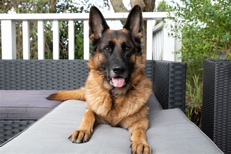 best german shepherd