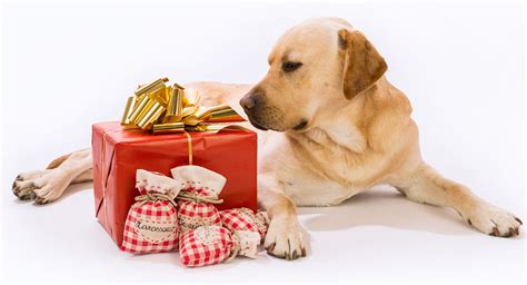 Best Gift For.dog