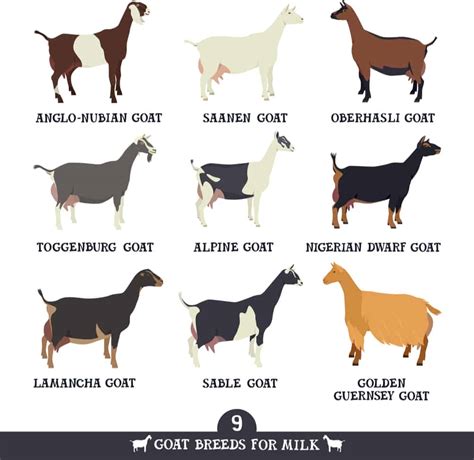 best goat breeds for milk