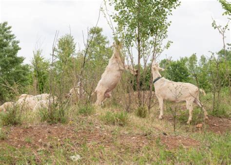 best goats for clearing land