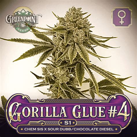 best gorilla glue seeds