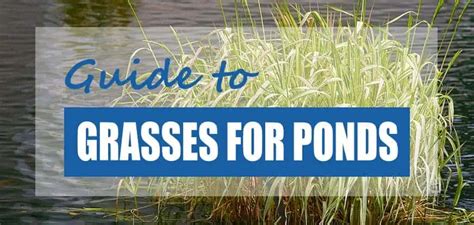 Best Grass For Around Pond