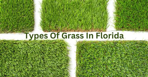 Best Grass For Fl