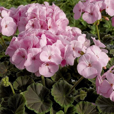 best growing conditions for geraniums