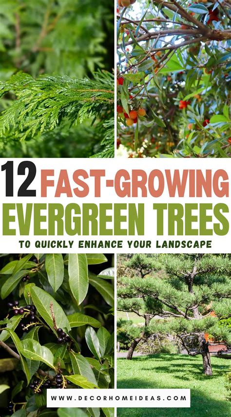 Best Growing Evergreen Trees