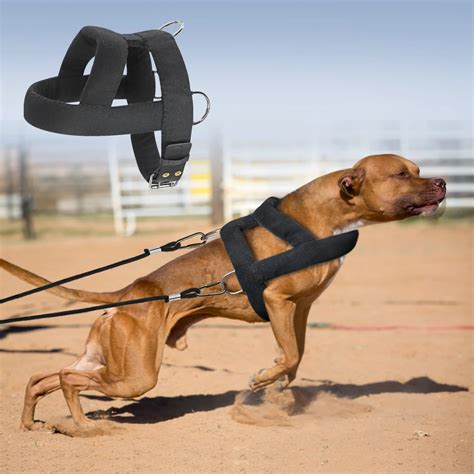 Best Harness For Strong Dogs That Pull