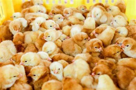 best hatchery for quality chickens