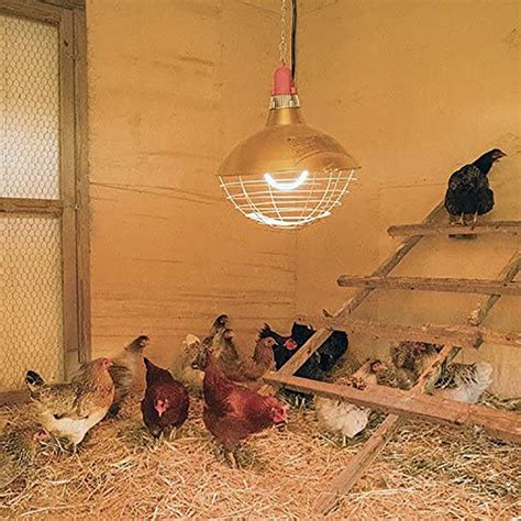 best heat lamp bulbs for chicks