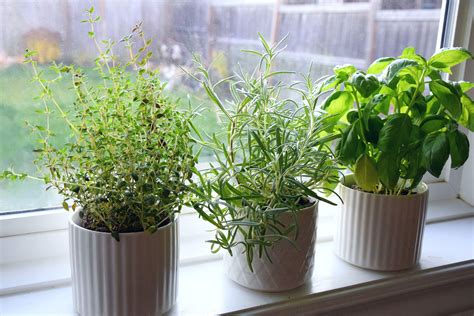 best herbs for indoor kitchen garden