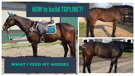 Best Horse Feed To Improve Topline