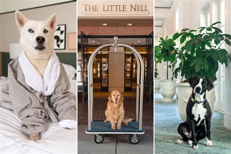 Best Hotels Pets