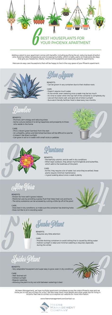 Best House Plants For Phoenix