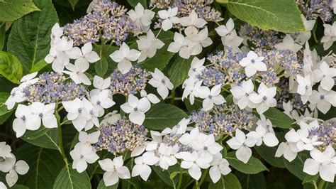 Best Hydrangea For Blooming