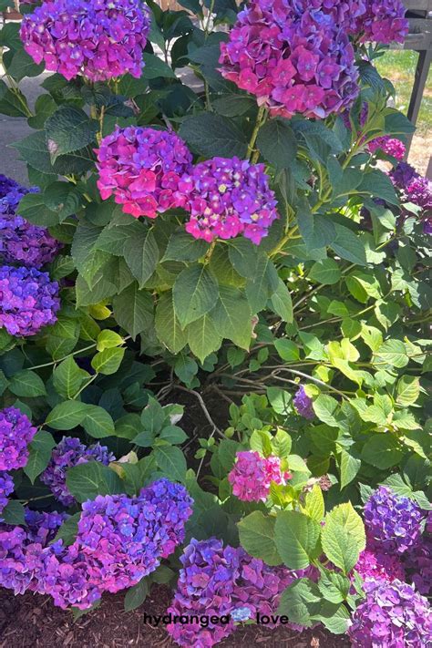 Best Hydrangea For Heavy Shade