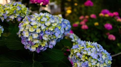Best Hydrangeas For Zone 9