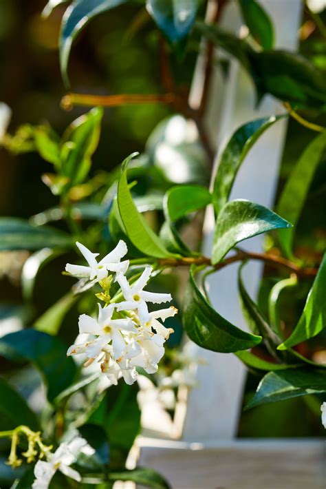 Best Jasmine For Partial Shade