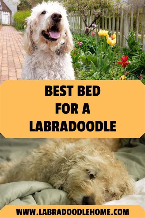Best Labradoodle Bed