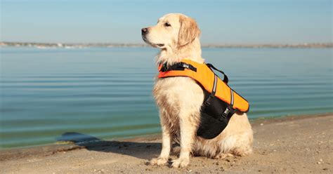 Best Labrador Life Jacket
