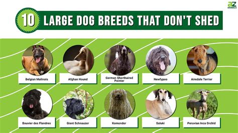 best large family dogs that don't shed