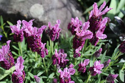Best Lavender For Zone 8A