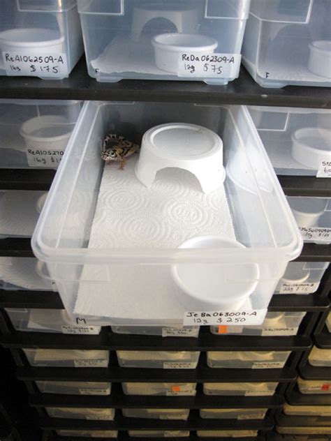 Best Leopard Gecko Rack System